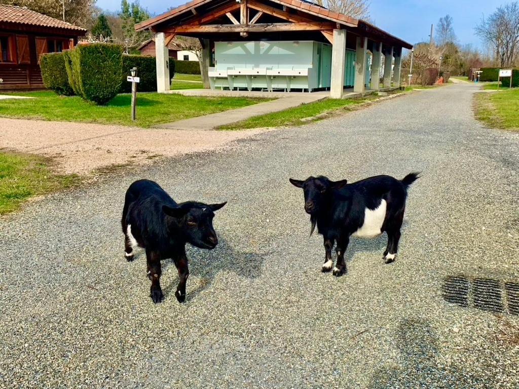 Campingplatz Familial Paisible Avec Piscine, Mobil , Chalet, & Emplacement Nue Casties-Labrande